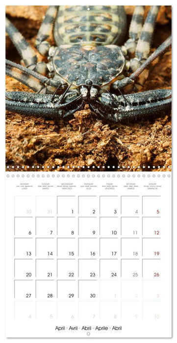Spider synphony (CALVENDO Monthly Calendar 2026)