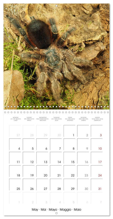 Spider synphony (CALVENDO Monthly Calendar 2026)