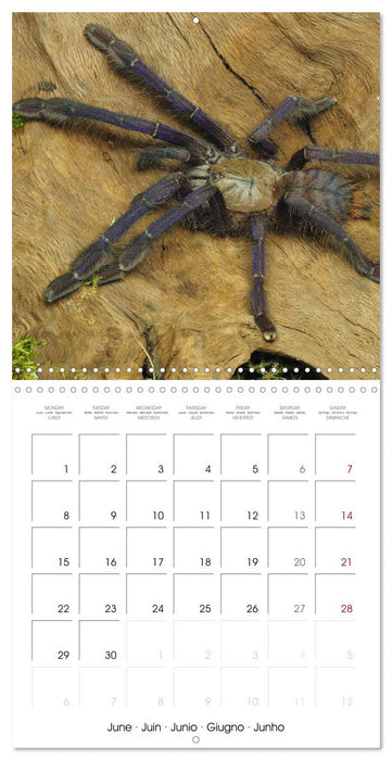 Spider synphony (CALVENDO Monthly Calendar 2026)