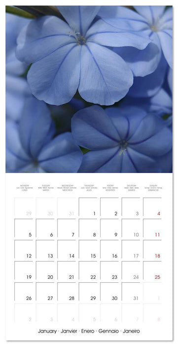 ENCHANTING FLOWERS (CALVENDO Monthly Calendar 2026)