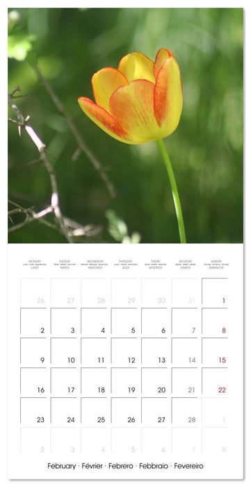 ENCHANTING FLOWERS (CALVENDO Monthly Calendar 2026)