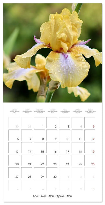 ENCHANTING FLOWERS (CALVENDO Monthly Calendar 2026)