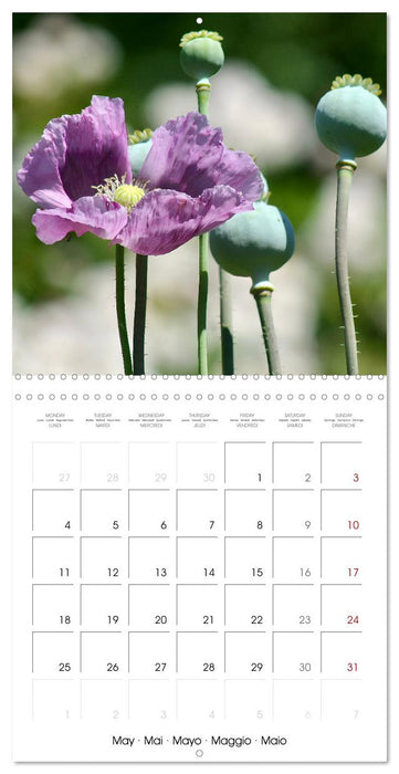 ENCHANTING FLOWERS 2026 (CALVENDO Monthly Calendar 2026)
