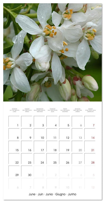 ENCHANTING FLOWERS (CALVENDO Monthly Calendar 2026)