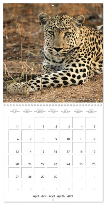 Namibian Adventure (CALVENDO Monthly Calendar 2026)