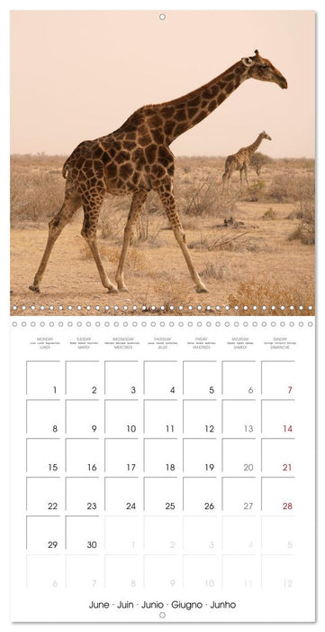 Namibian Adventure (CALVENDO Monthly Calendar 2026)