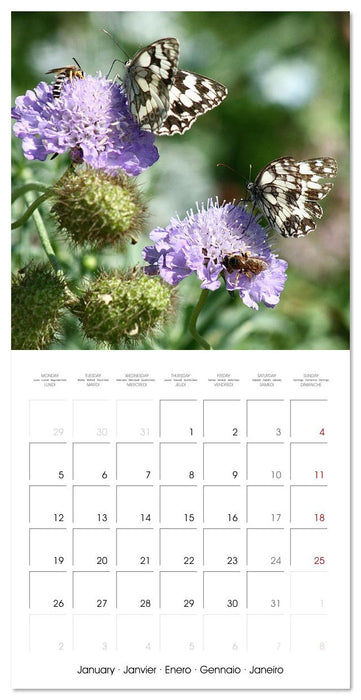 Gentle butterflies (CALVENDO Monthly Calendar 2026)