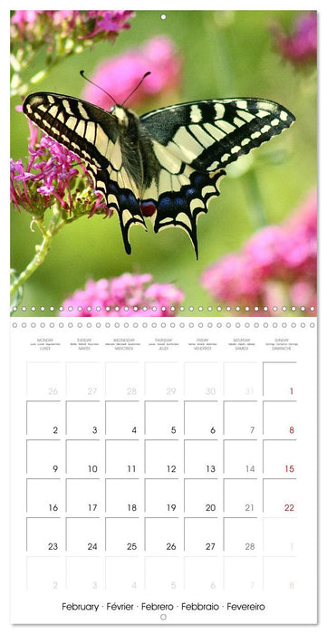 BUTTERFLIES 2026 (CALVENDO Monthly Calendar 2026)
