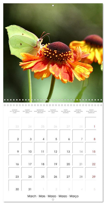 BUTTERFLIES 2026 (CALVENDO Monthly Calendar 2026)