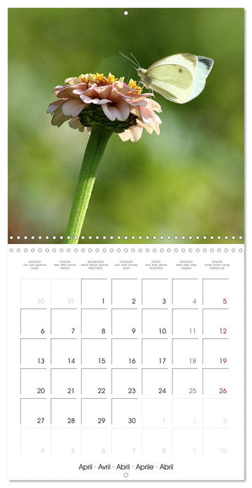 BUTTERFLIES 2026 (CALVENDO Monthly Calendar 2026)