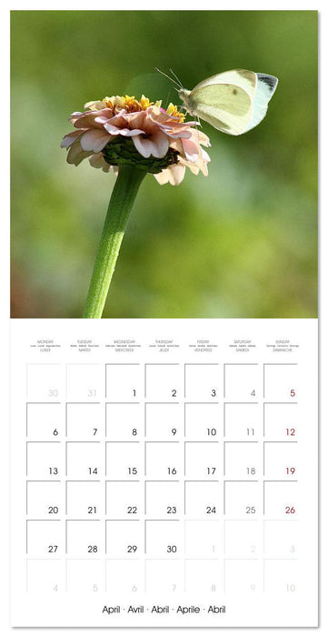 Gentle butterflies (CALVENDO Monthly Calendar 2026)