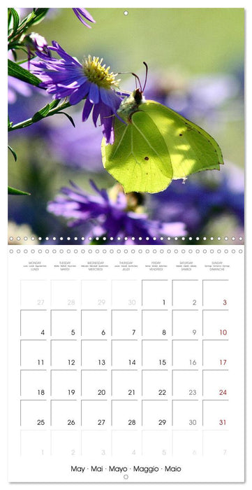 BUTTERFLIES 2026 (CALVENDO Monthly Calendar 2026)