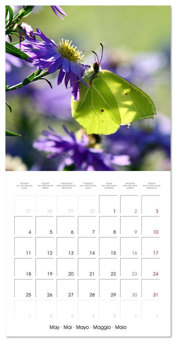 Gentle butterflies (CALVENDO Monthly Calendar 2026)