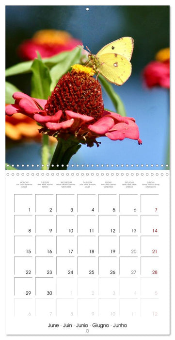 BUTTERFLIES 2026 (CALVENDO Monthly Calendar 2026)
