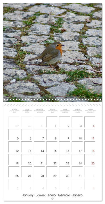 WILD GARDEN ANIMALS 2026 (CALVENDO Monthly Calendar 2026)