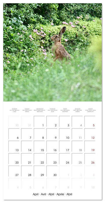WILD GARDEN ANIMALS (CALVENDO Monthly Calendar 2026)