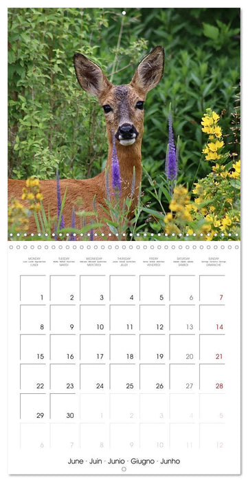 WILD GARDEN ANIMALS 2026 (CALVENDO Monthly Calendar 2026)