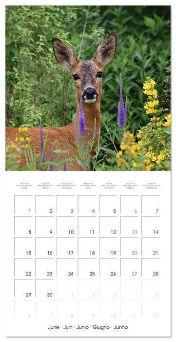 WILD GARDEN ANIMALS (CALVENDO Monthly Calendar 2026)