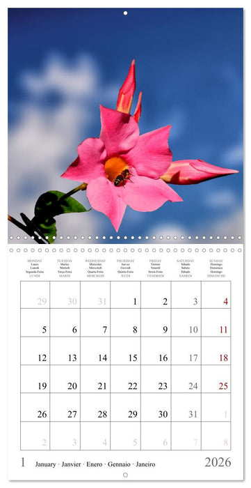 Blossum sky (CALVENDO Monthly Calendar 2026)