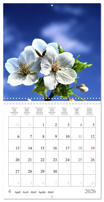 Blossum sky (CALVENDO Monthly Calendar 2026)