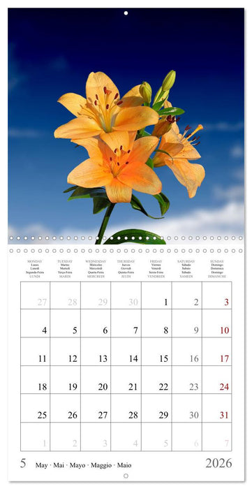 Blossum sky (CALVENDO Monthly Calendar 2026)