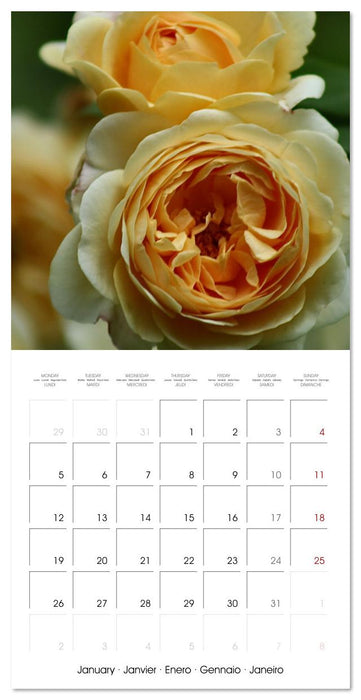 Rosy dreams (CALVENDO Monthly Calendar 2026)