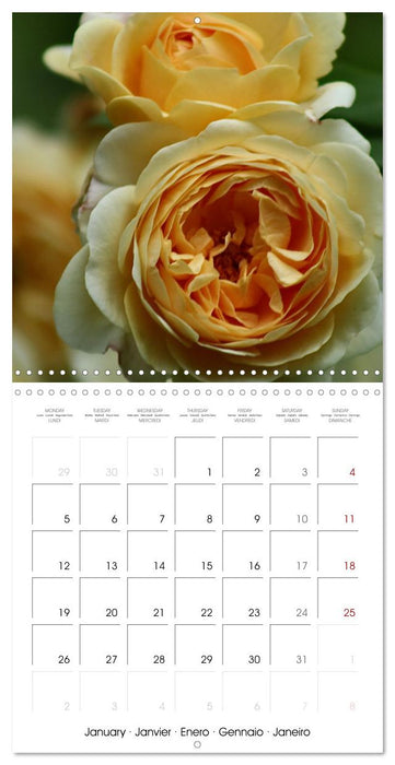 ROSES 2026 (CALVENDO Monthly Calendar 2026)