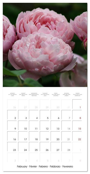 Rosy dreams (CALVENDO Monthly Calendar 2026)
