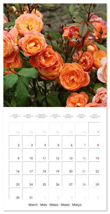 Rosy dreams (CALVENDO Monthly Calendar 2026)
