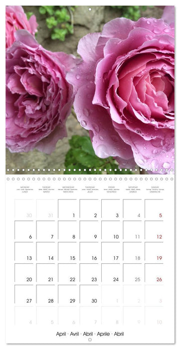 ROSES 2026 (CALVENDO Monthly Calendar 2026)
