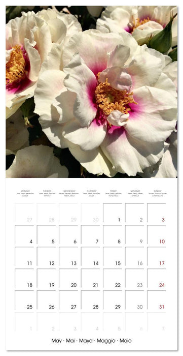 Rosy dreams (CALVENDO Monthly Calendar 2026)