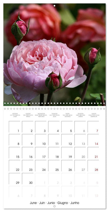 ROSES 2026 (CALVENDO Monthly Calendar 2026)