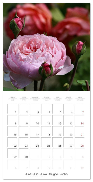 Rosy dreams (CALVENDO Monthly Calendar 2026)