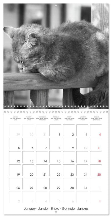 Black and white cat whispers (CALVENDO Monthly Calendar 2026)