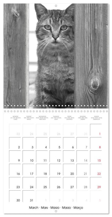 Black and white cat whispers (CALVENDO Monthly Calendar 2026)