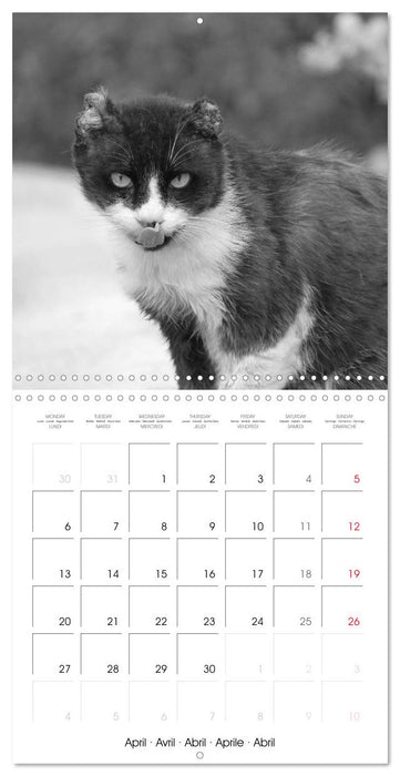 Black and white cat whispers (CALVENDO Monthly Calendar 2026)