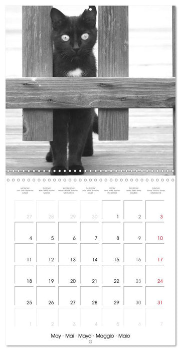 Black and white cat whispers (CALVENDO Monthly Calendar 2026)