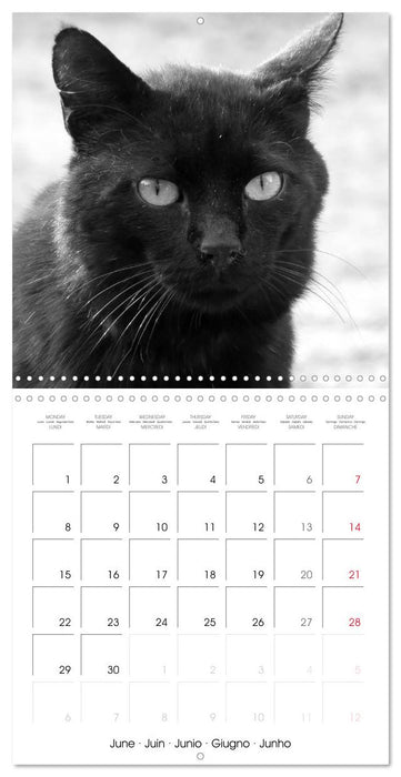 Black and white cat whispers (CALVENDO Monthly Calendar 2026)