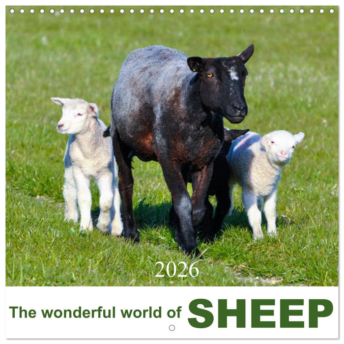The wonderful world of sheep (CALVENDO Monthly Calendar 2026)