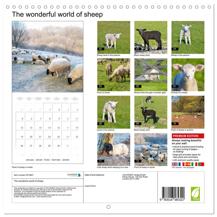 The wonderful world of sheep (CALVENDO Monthly Calendar 2026)