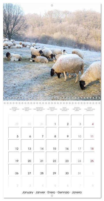 The wonderful world of sheep (CALVENDO Monthly Calendar 2026)