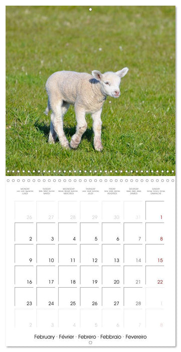The wonderful world of sheep (CALVENDO Monthly Calendar 2026)