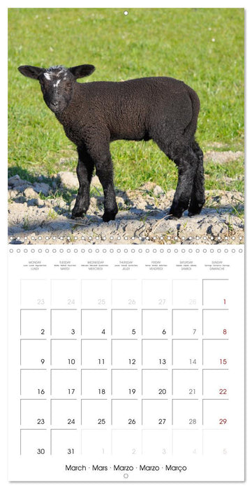 The wonderful world of sheep (CALVENDO Monthly Calendar 2026)