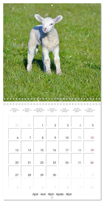 The wonderful world of sheep (CALVENDO Monthly Calendar 2026)
