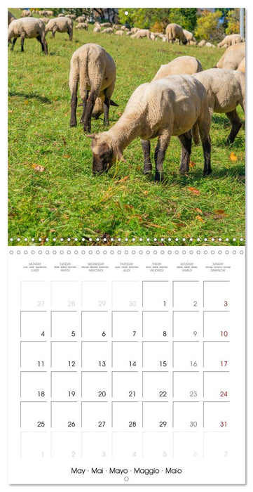 The wonderful world of sheep (CALVENDO Monthly Calendar 2026)