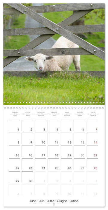 The wonderful world of sheep (CALVENDO Monthly Calendar 2026)