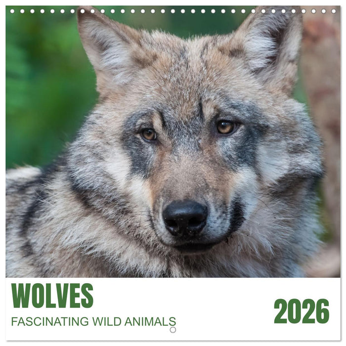 Wolves - fascinating wild animals (CALVENDO Monthly Calendar 2026)