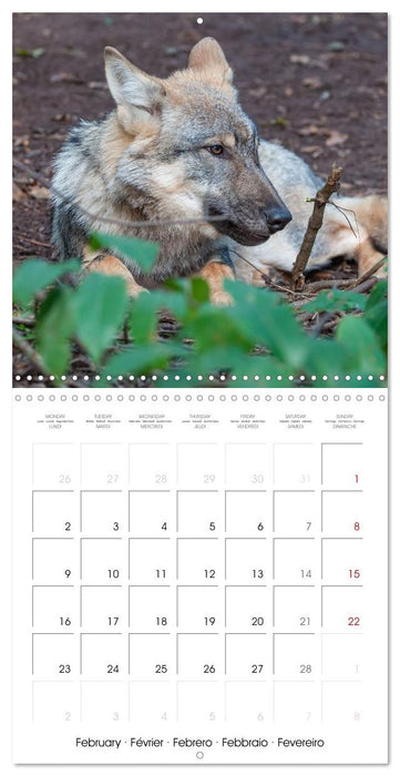 Wolves - fascinating wild animals (CALVENDO Monthly Calendar 2026)