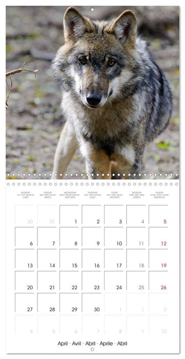 Wolves - fascinating wild animals (CALVENDO Monthly Calendar 2026)