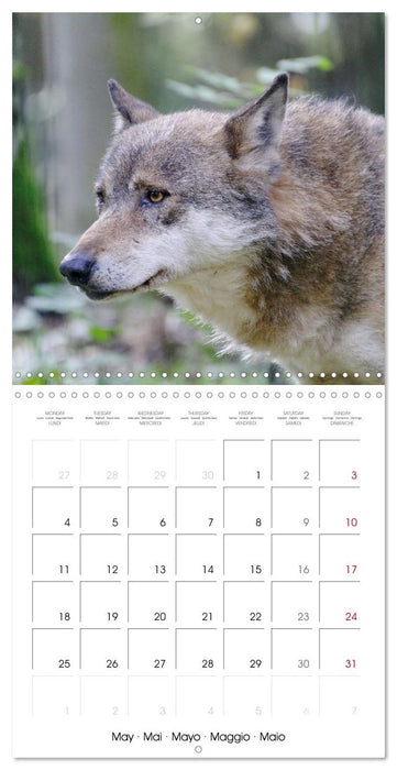 Wolves - fascinating wild animals (CALVENDO Monthly Calendar 2026)